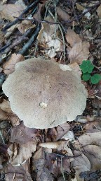 Caloboletus calopus