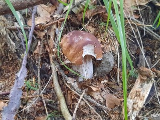 Boletus edulis