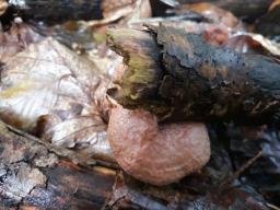 Hapalopilus nidulans