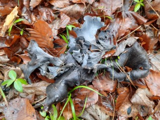 Craterellus cornucopioides