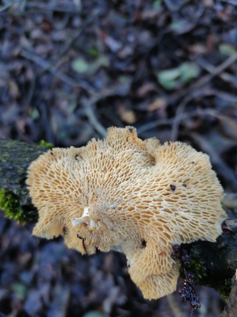 Neofavolus alveolaris