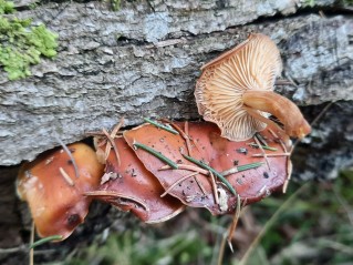 Flammulina velutipes