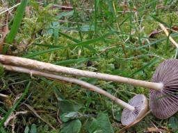 Protostropharia luteonitens