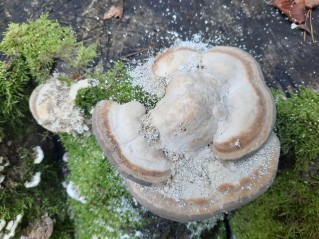 Trametes gibbosa