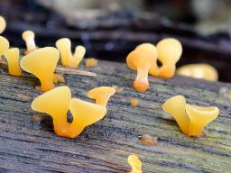 Guepiniopsis buccina