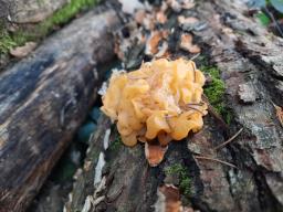 Naematelia aurantia