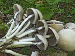 Psathyrella leucotephra
