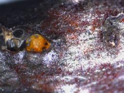 Wuestneia chrysostroma
