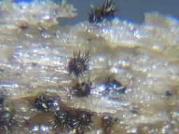 Acanthostigmina minuta