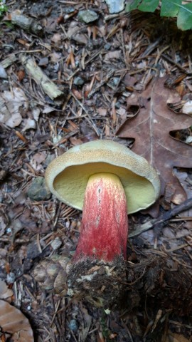 Caloboletus calopus