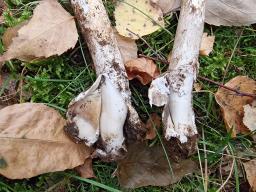 Amanita spadicea