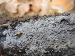 Tomentella lapida
