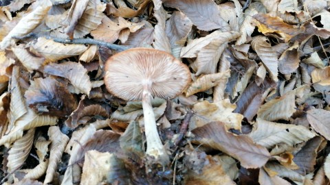 Armillaria ostoyae
