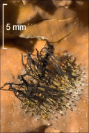 Stemonitis