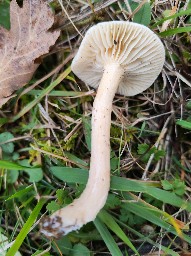 Cuphophyllus virgineus