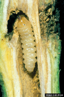 Saperda populnea