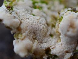 Oxyporus corticola