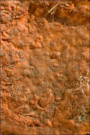 Pycnoporus cinnabarinus