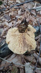 Tapinella atrotomentosa