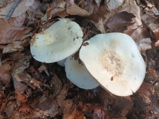 Lactifluus piperatus