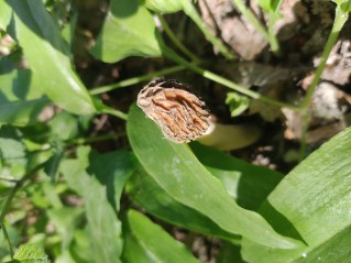 Verpa bohemica
