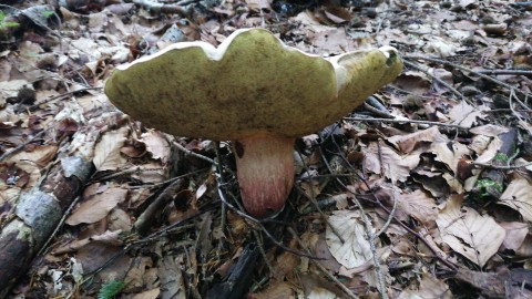 Caloboletus calopus