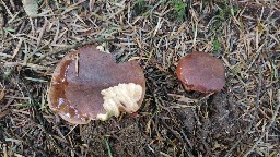 Imleria badia