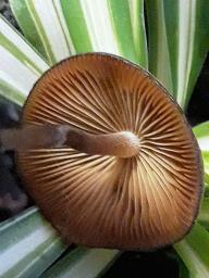 Lactocollybia cycadicola