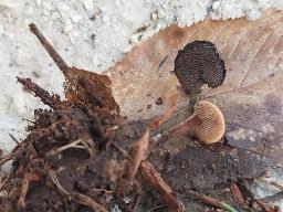 Auriscalpium vulgare