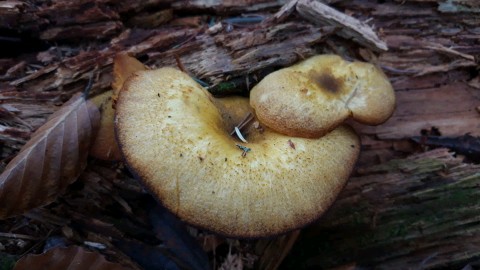 Tricholomopsis decora