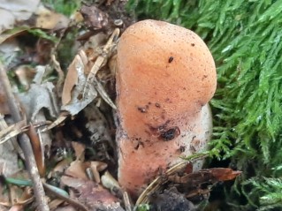 Fistulina hepatica