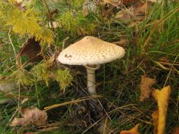 Macrolepiota excoriata