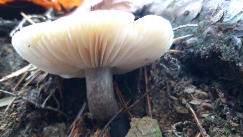 Tricholoma saponaceum