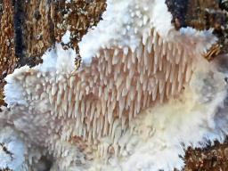 Dentipellis fragilis