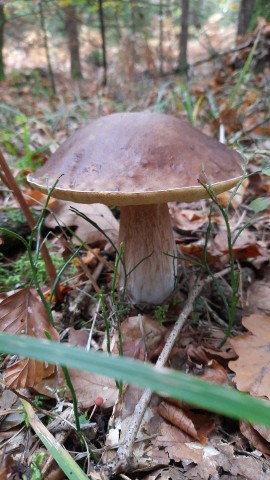 Boletus edulis