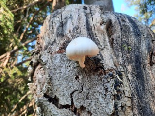 Mucidula mucida