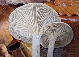 Clitocybe metachroa