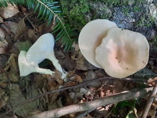 Infundibulicybe gibba