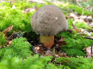 Caloboletus calopus