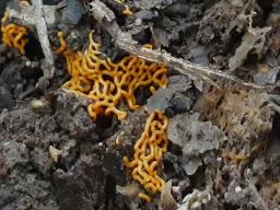 Hemitrichia serpula