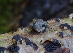 Tremella globispora