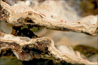 Stereum rugosum