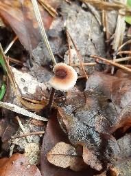Auriscalpium vulgare