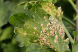Puccinia horiana