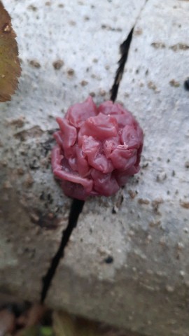 Ascotremella faginea