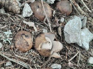 Geastrum triplex