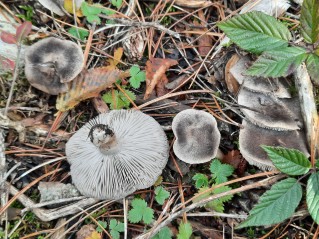 Tricholoma terreum