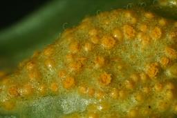 Uromyces dactylidis