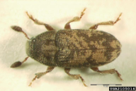 Hylesinus varius