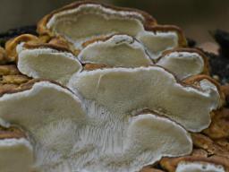 Neoantrodia serialis